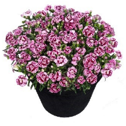 Carnation Elite Charmy