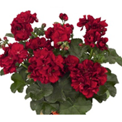 Geranium Trailing Ivy Leaf Dark Red