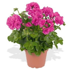 Geranium Trailing Ivy Leaf Pink