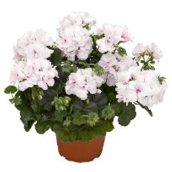 Geranium Trailing Ivy Leaf White